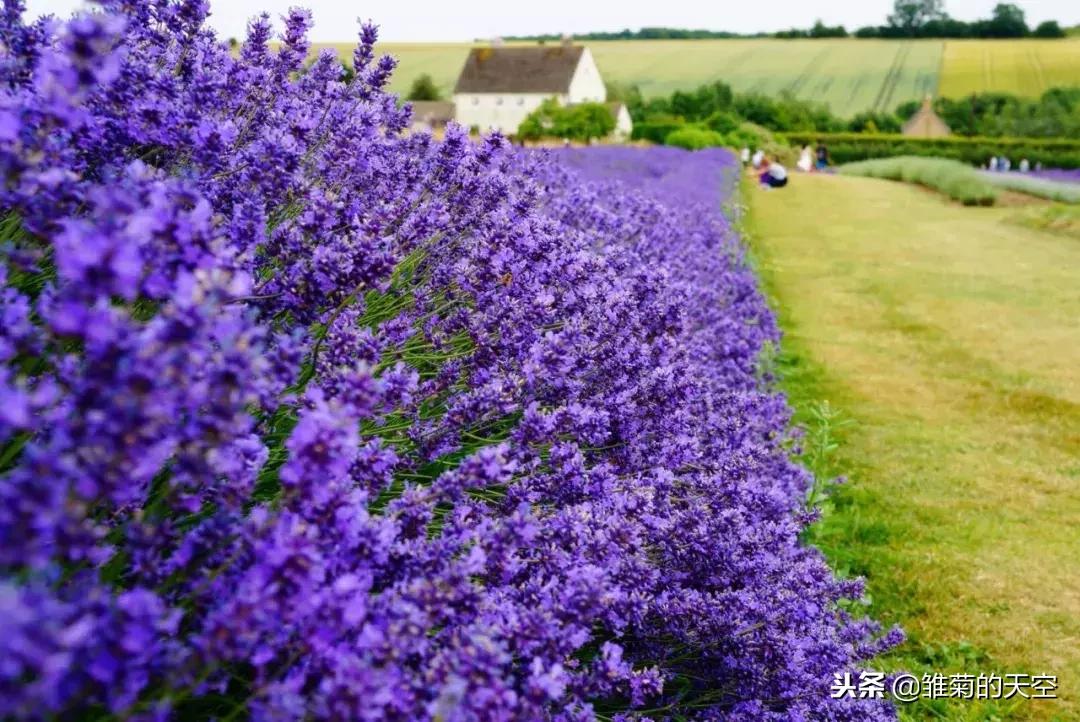 薰衣草的美丽世界,薰衣草的世界真漂亮