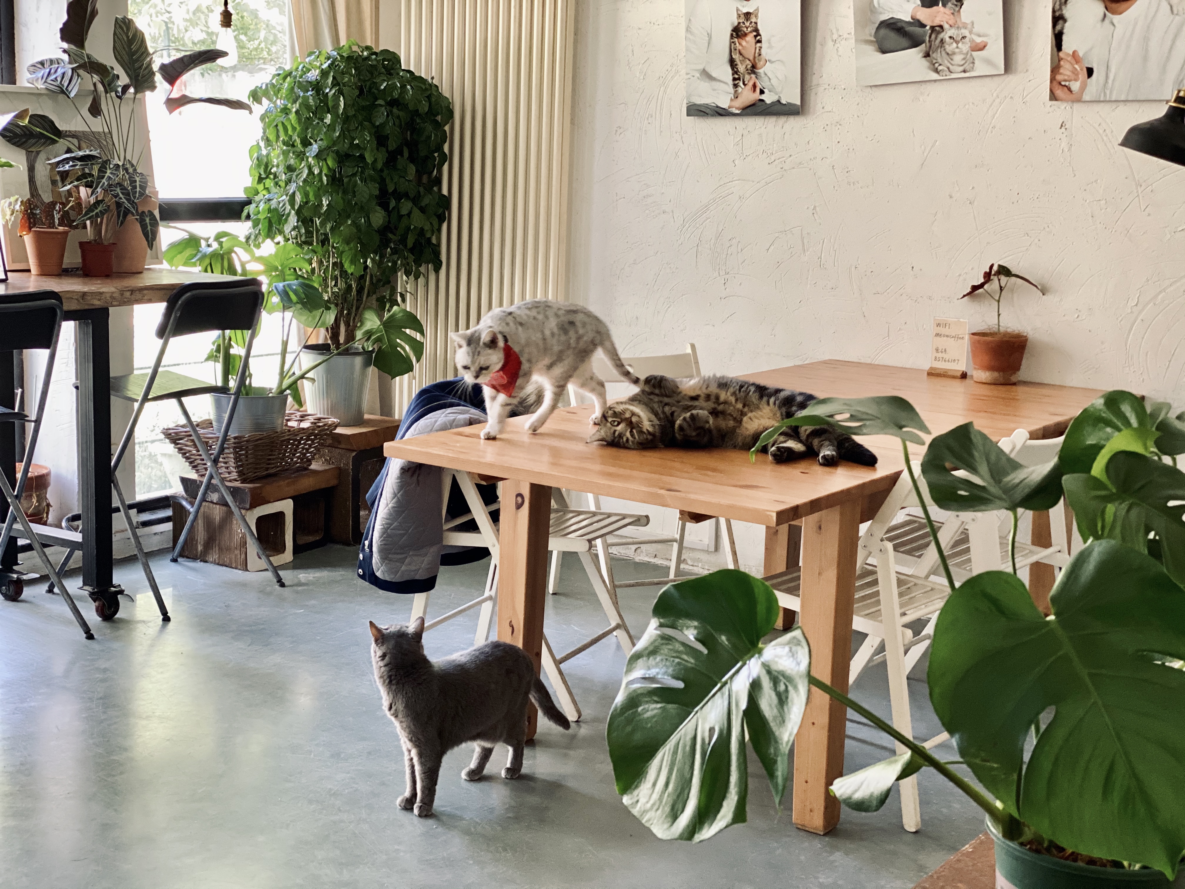 撸动物的网红店顺德,撸小动物的网红店北京世纪金源