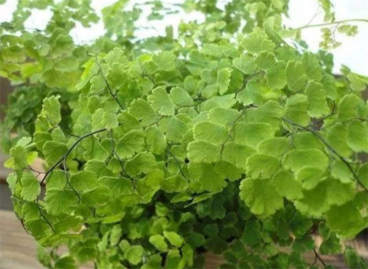 铁线蕨养殖方法和注意事项,铁线蕨如何养爆盆