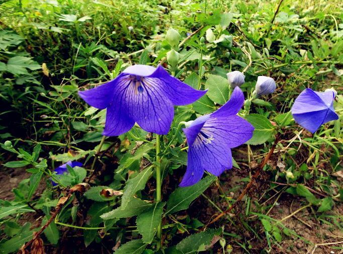 牙龈出血口臭怎么治疗牙周炎,牙龈红肿出血怎么回事牙周炎