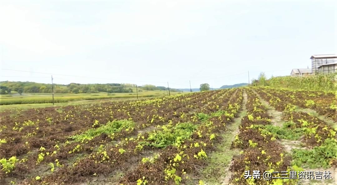 松山镇东北岔村：发展中药材特色产业助力农民增收致富