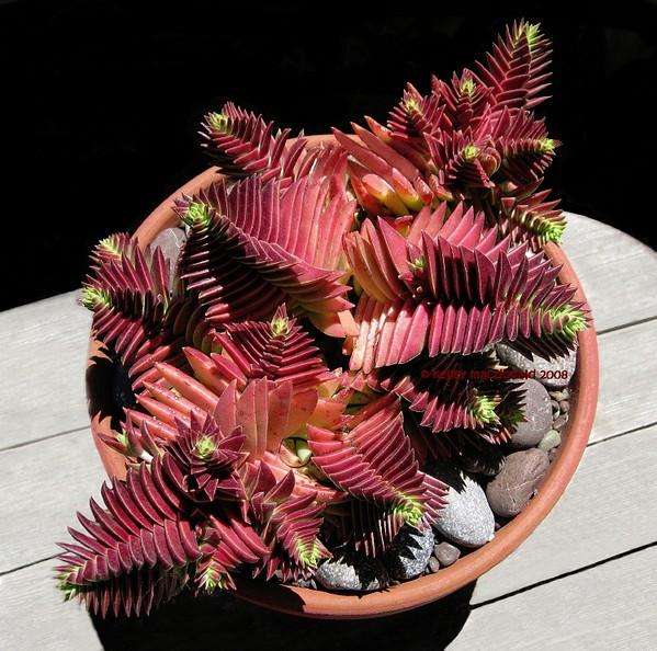 茜之塔养殖方法,茜之塔锦养护方法