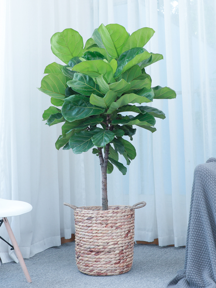 净化空气而且对身体好的花,净化空气对人身体有益的花