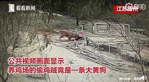 白柯基妈妈生宝宝,白狗妈妈生了一窝黑狗