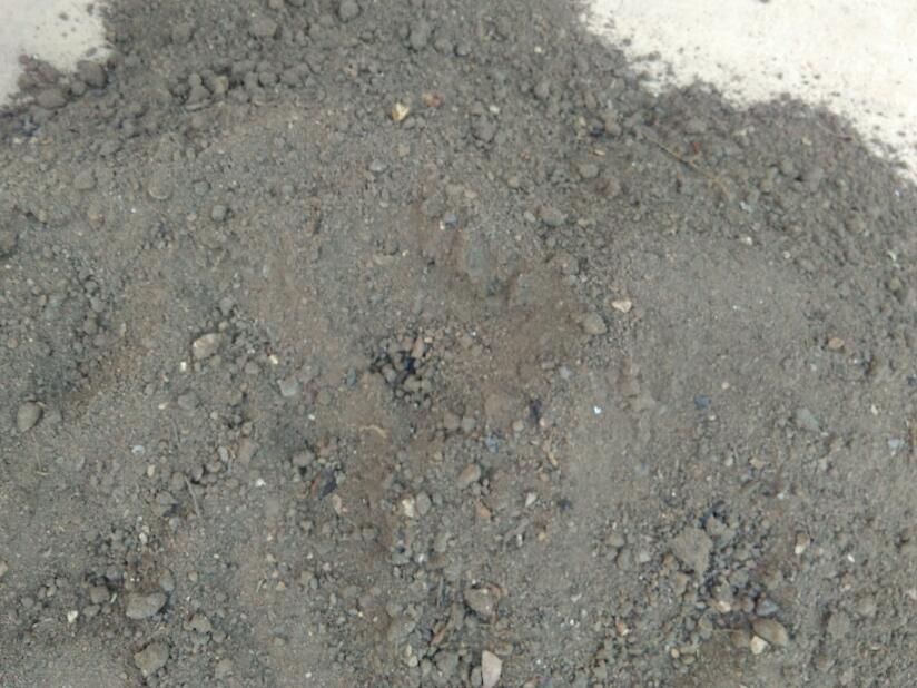 土壤中蒜苗需要把它全部盖住吗,大矿泉水瓶蒜苗土壤种植方法