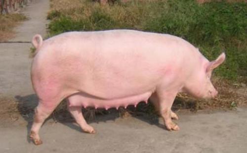 母猪产前乳房水肿的治疗方法,母猪乳房水肿的原因及防治措施