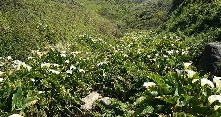 马蹄莲要醒花吗,马蹄莲一年开一次花