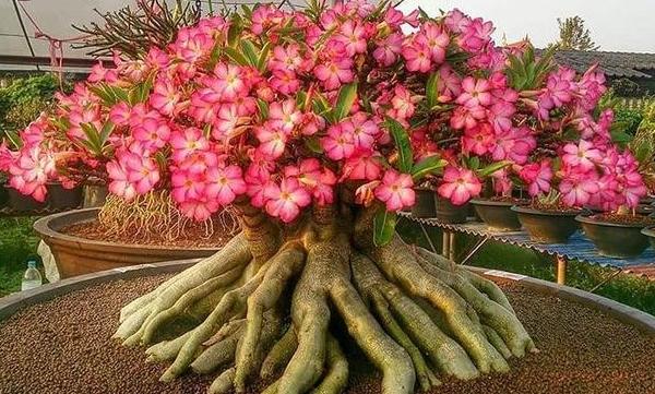 水养花为什么花根容易烂,花根浇水过多腐烂怎么治疗