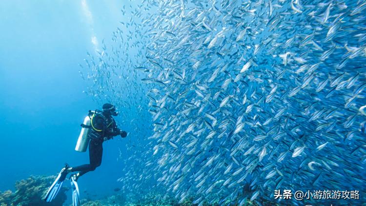 潜水小白必看,潜水圣地三天旅游攻略