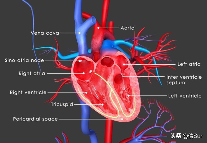 马拉松心梗猝死,马拉松心脏猝死的抢救