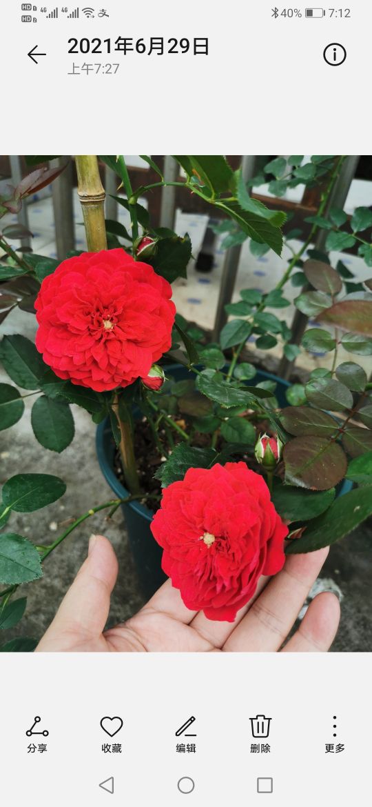 优秀月季品种推荐,正宗佛罗伦蒂娜月季