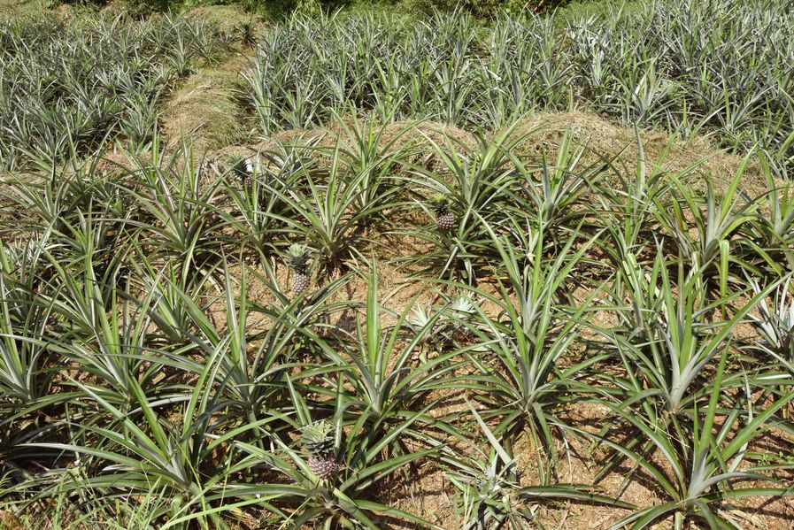 閫傚悎骞夸笢绉嶇殑蹇粨鏋滅殑姘存灉,鏂板瀷姘存灉璇曠