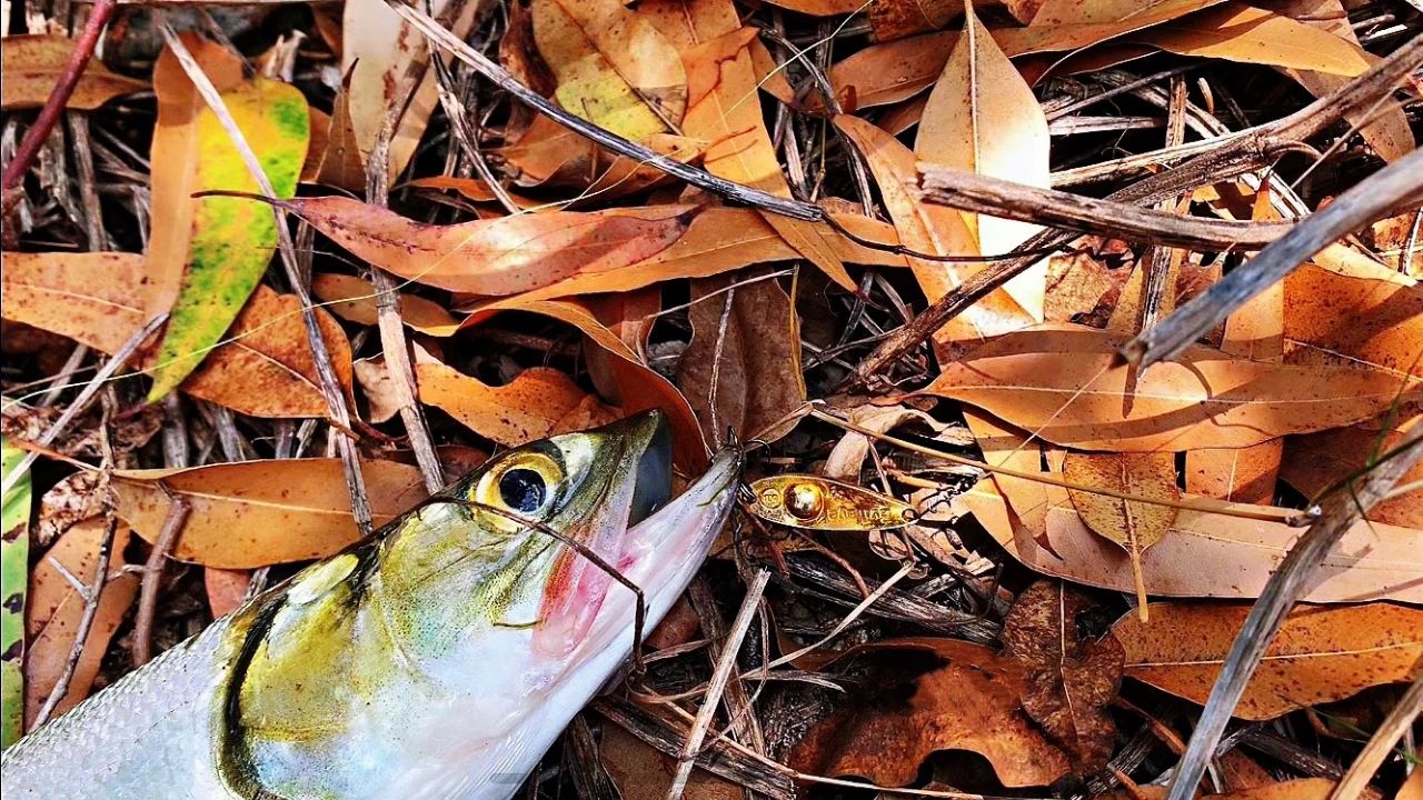 蓝鲫微物,微物蓝鲫用多重的铅头钩
