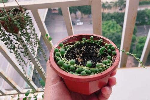 珍珠吊兰叶养殖方法和注意事项,珍珠吊兰冬天用好看的佛珠浇水吗