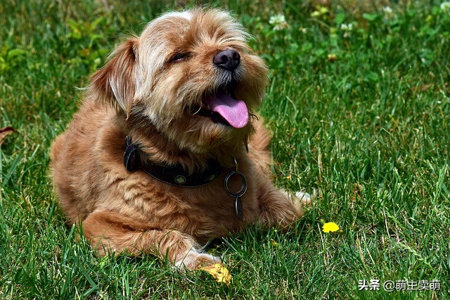 狗狗老是发出咔咔的声音呕清水,狗狗咳嗽干呕发出咔咔咔的声音