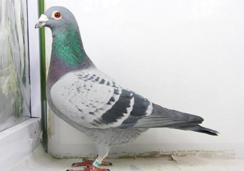 信鸽如何尽快适应新鸽舍,赛鸽知识分享鸽子飞不高