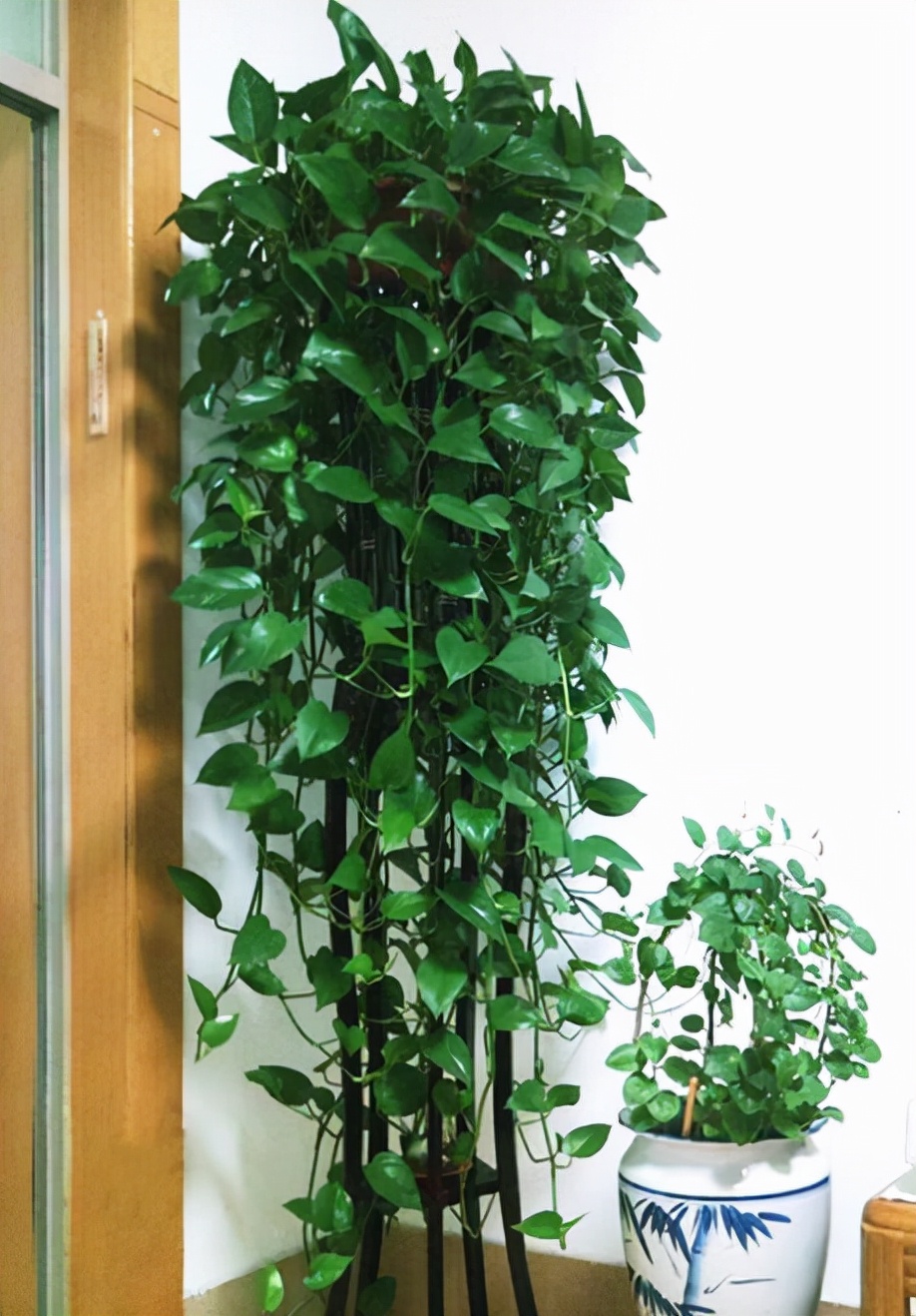 18种院子好看的花儿,18种漂亮的花