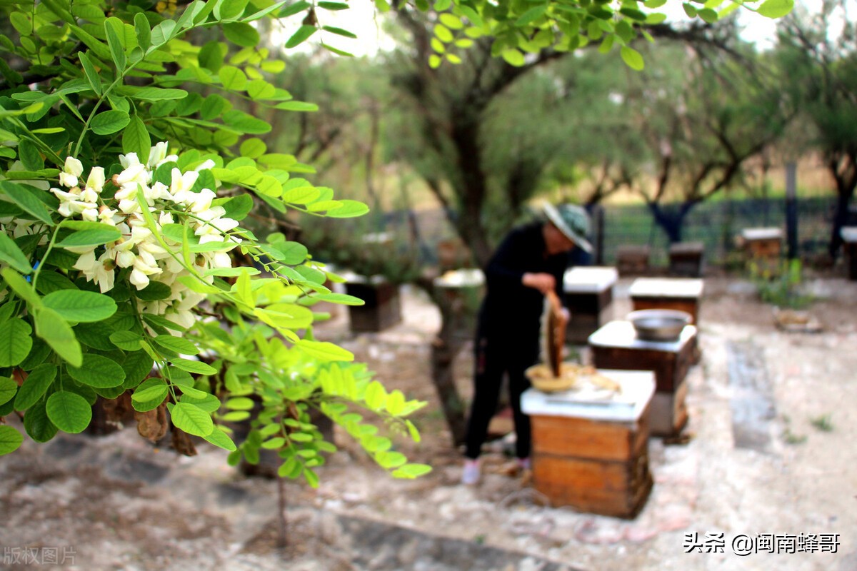 养蜂如何提高蜜蜂的采蜜量,蜂哥养蜂技术