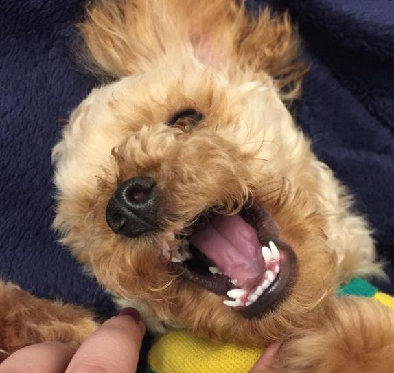 狗狗厌食的原因及解决方法,狗狗厌食的原因及解决办法