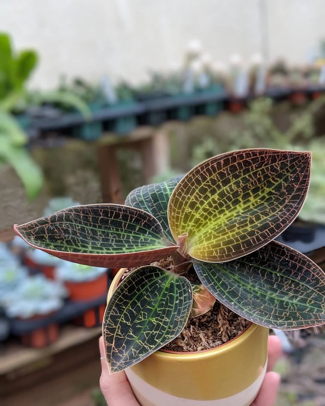 绿翡翠宝石兰植物,宝石兰植物