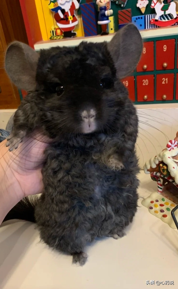 龙猫一对品种怎么选,龙猫入手前需要准备什么