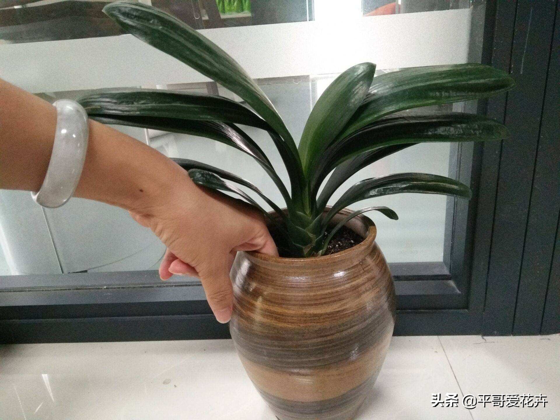 养君子兰的正确方法怎么浇水,8月份君子兰花怎么养才能旺盛