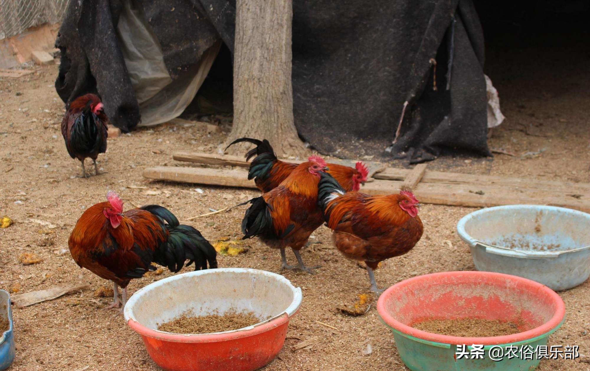 鸡蛋总是被鸡偷吃,鸡蛋老是被黄鼠狼偷怎么办
