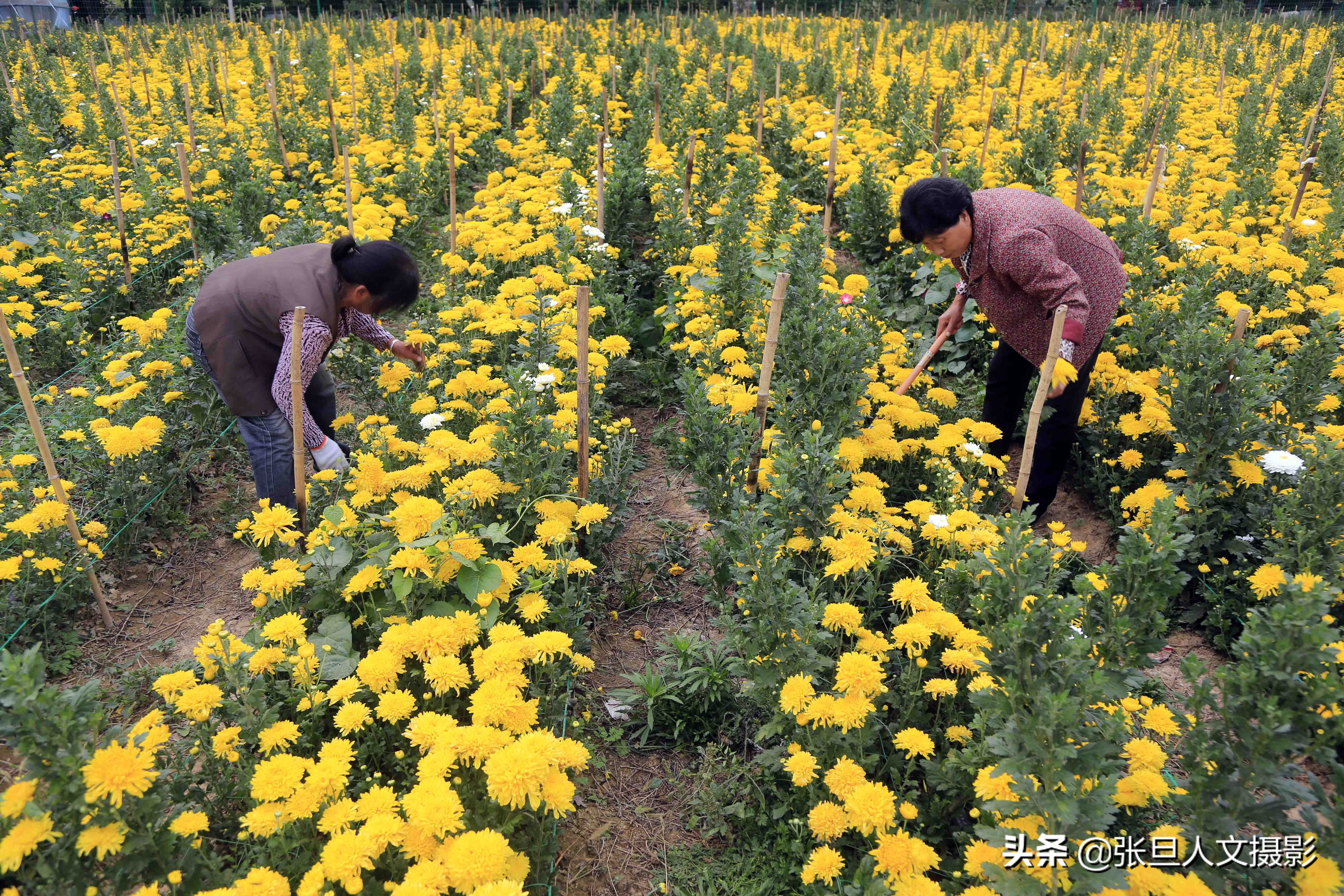 自家200多亩菊花种植基地,菊花种植一亩真实利润山西