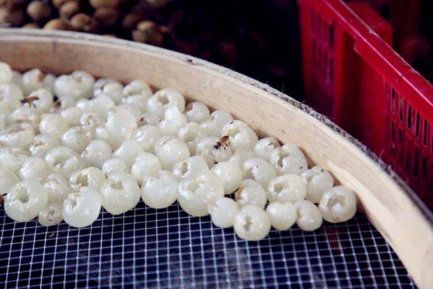 博白龙眼采摘基地在哪里,博白石硖龙眼什么时候成熟