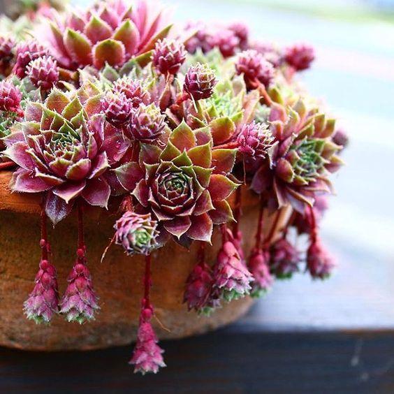 多肉一直长不大怎么修剪,多肉不停开花怎么办