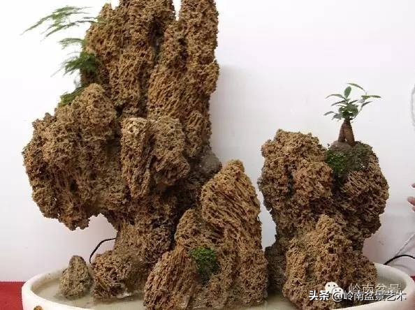 吸水石盆景位置,吸水石盆景教程