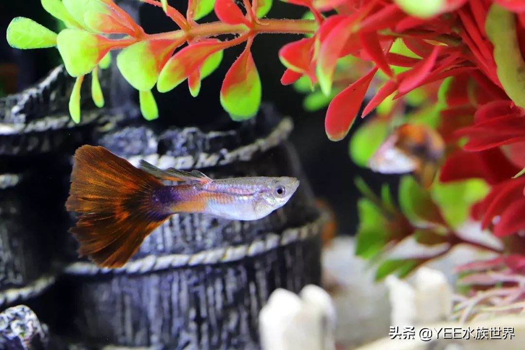 鱼缸除藻最好用的工具,鱼缸除褐藻绿藻工具