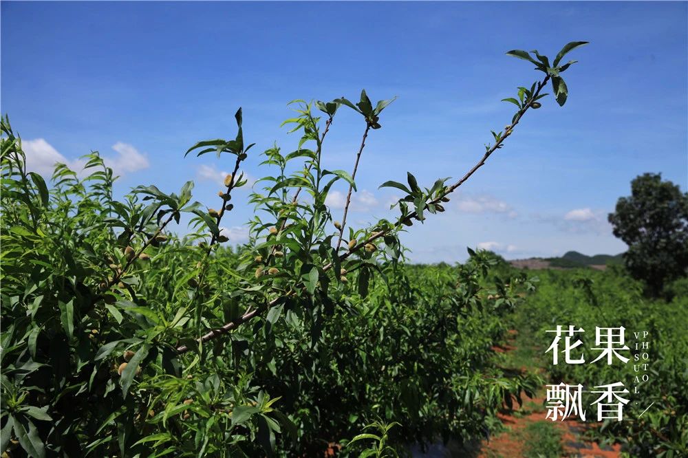 果园防雹网一亩地要多少钱,果园防雹网支架安装尺寸