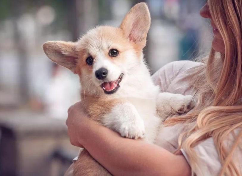 狗狗爱咬鞋子怎么制止,防止狗狗咬电线的方法