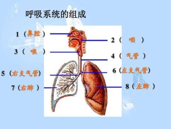 猫毛会被婴儿吸进肺部吗,家人对猫毛过敏能养猫吗