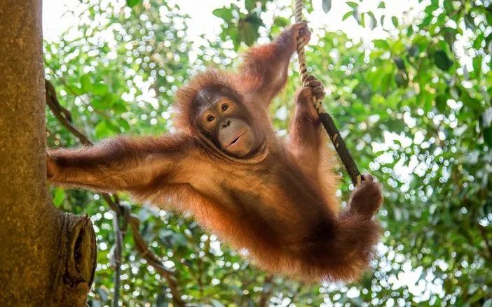 长隆野生动物世界暑假攻略,广州长隆野生动物园亲子一日游攻略