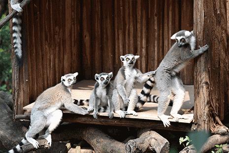 2019暑假珠海长隆亲子游攻略,广州长隆值得玩2天吗