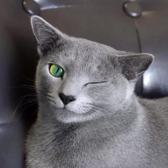 俄罗斯蓝猫有味道,俄罗斯蓝猫好玩吗