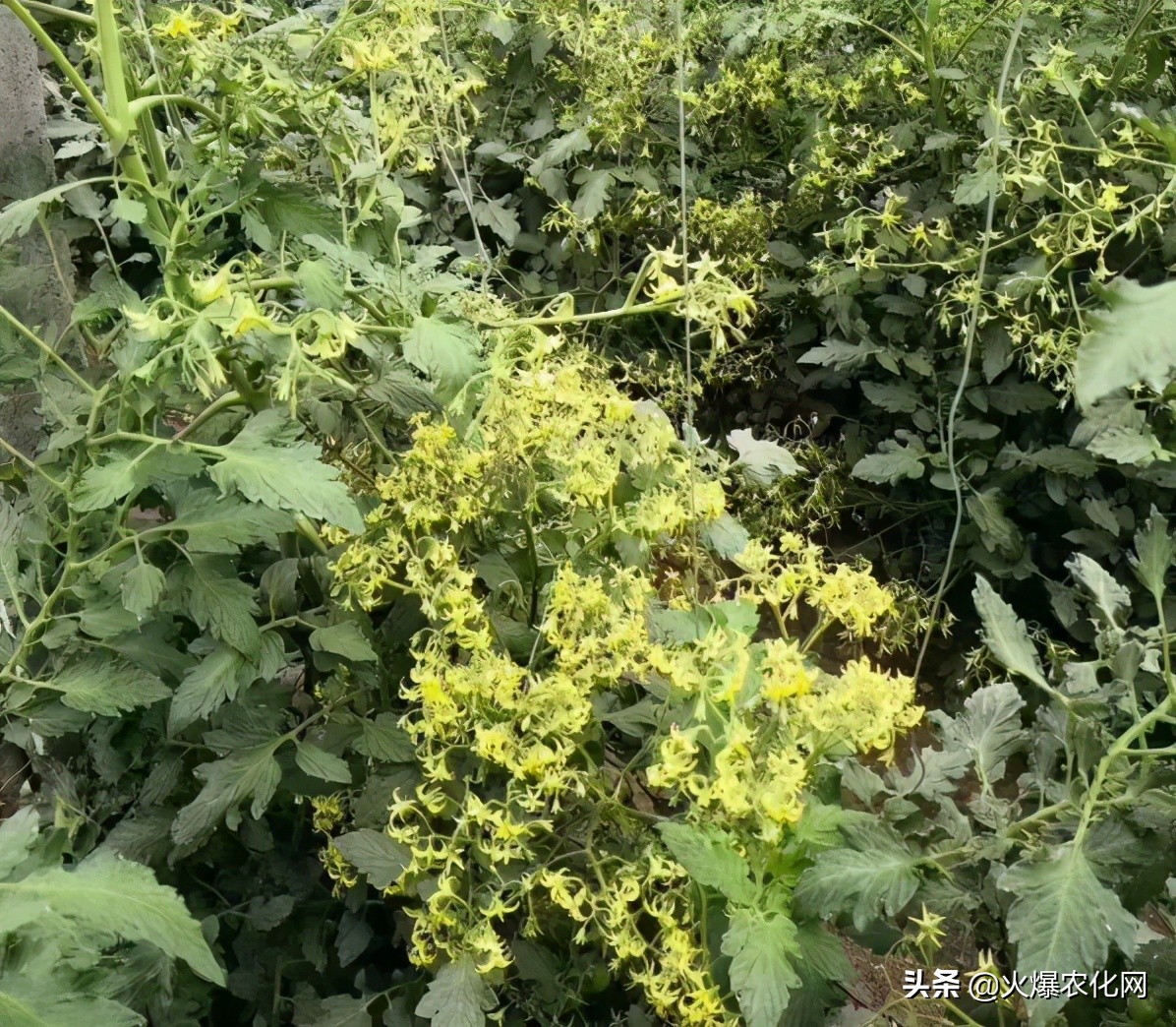 一串开花100多朵！这个促花剂太神奇？0激素！快促花！膨果实