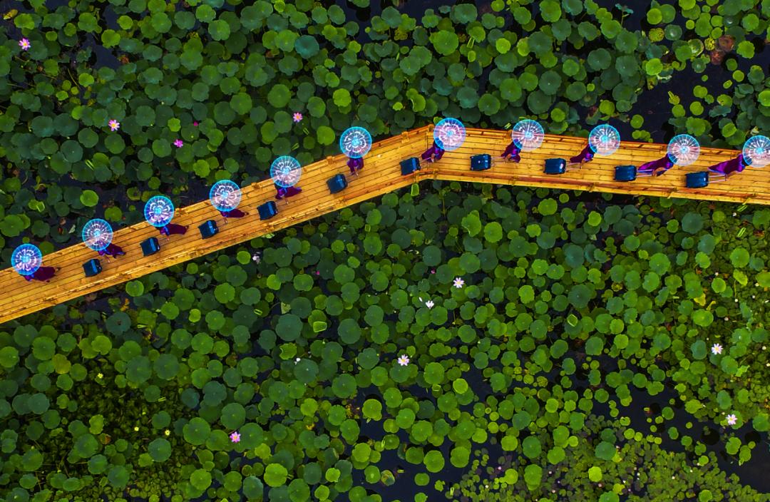 游玩赏荷花景点推荐,国家4a级景区荷花花海介绍