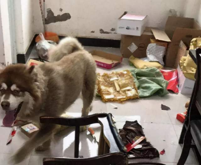 饲养阿拉斯加犬的注意事项,饲养阿拉斯加