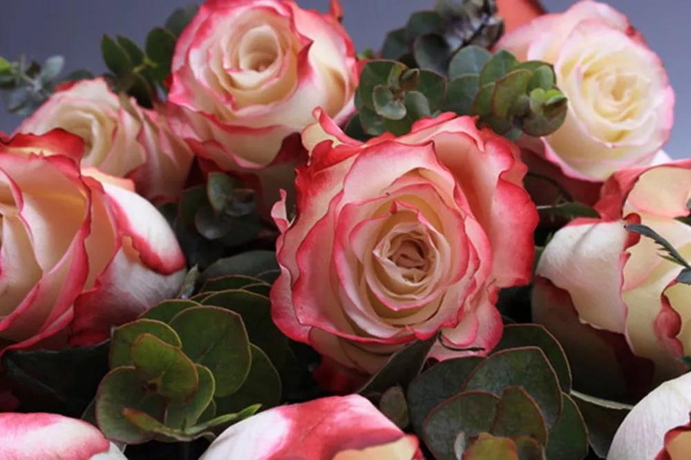 一篇文章带你认识三亚40种花,鲜花图鉴一次性认识30种玫瑰花