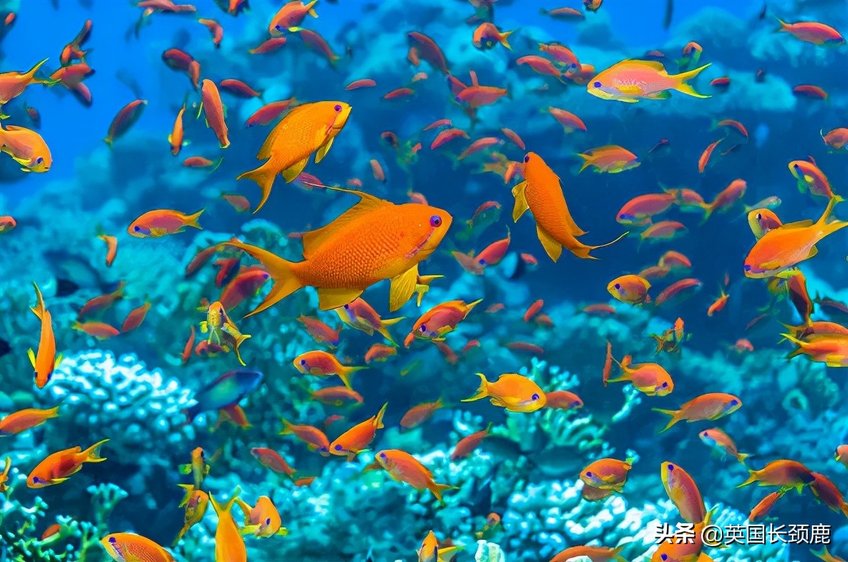 羊驼治愈案例,动物治愈焦虑