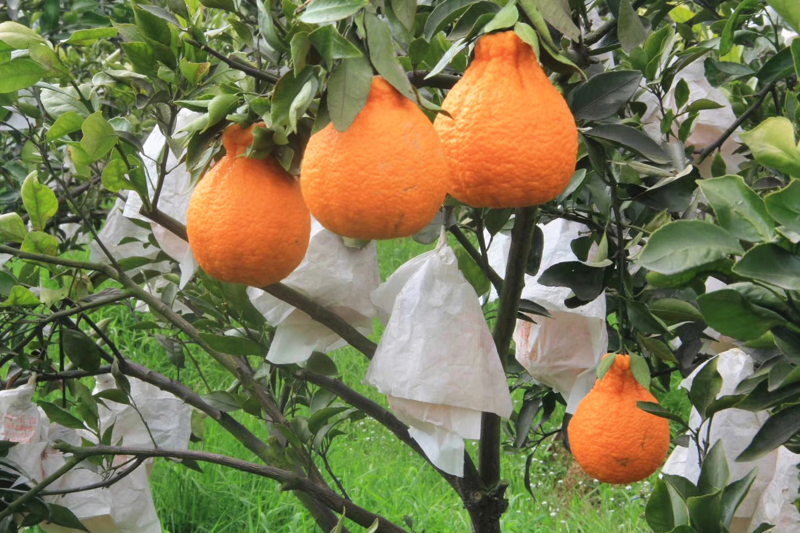 别看它难看，一口就恋爱！够甜够丑够个性的不知火丑柑