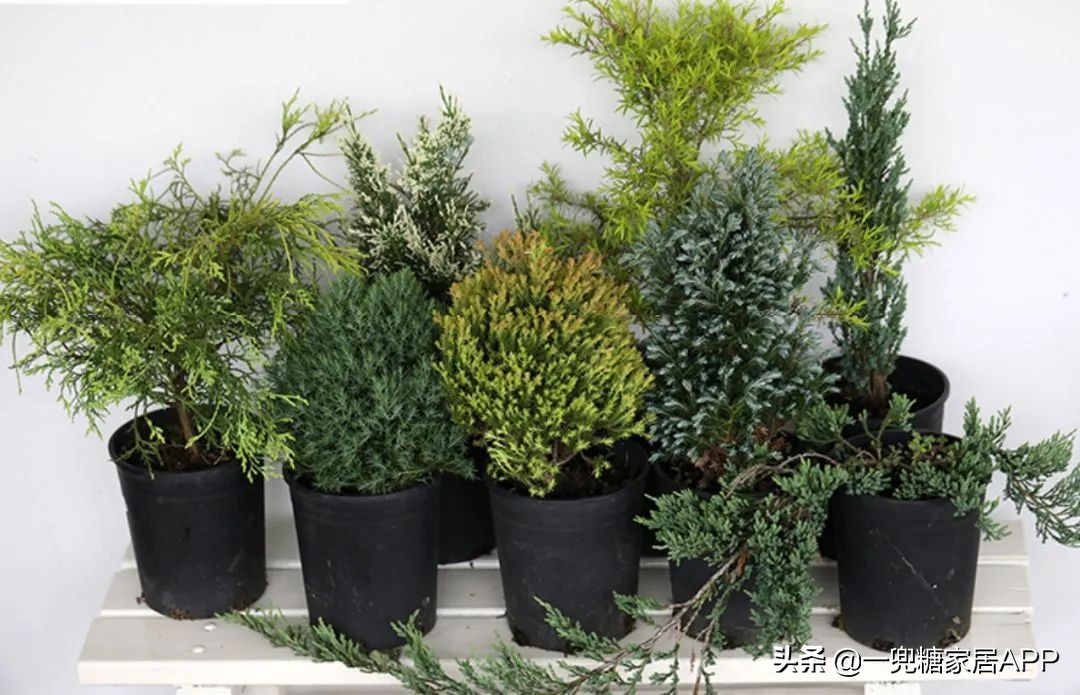 春天花会开|这20家植物淘宝店，植物杀手看了也想买！