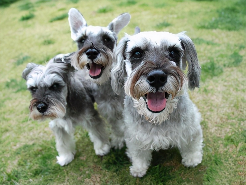 小老头雪纳瑞的缺点,小老头雪纳瑞缺点