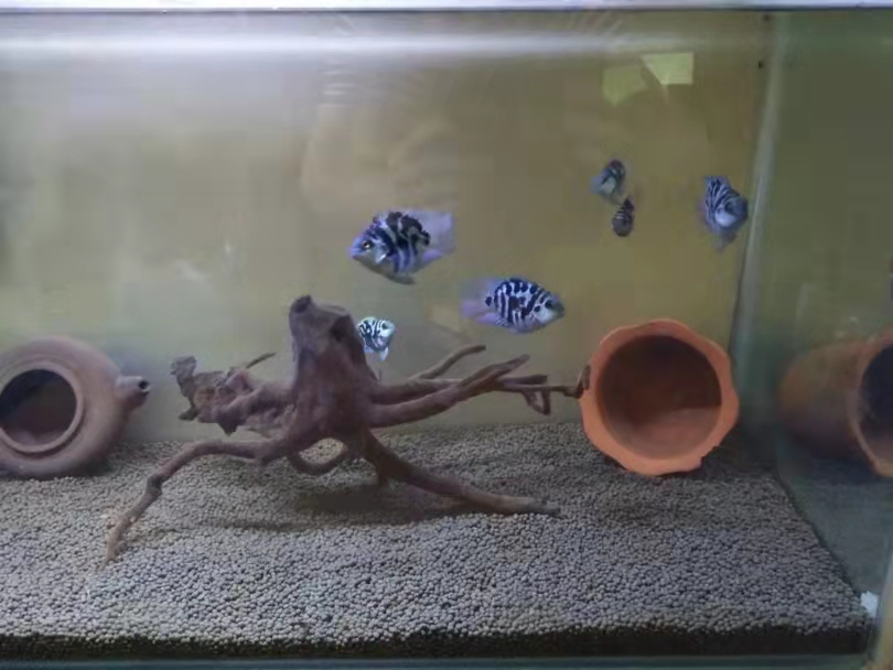 观赏鱼翻肚怎么救,观赏鱼翻了怎么回事