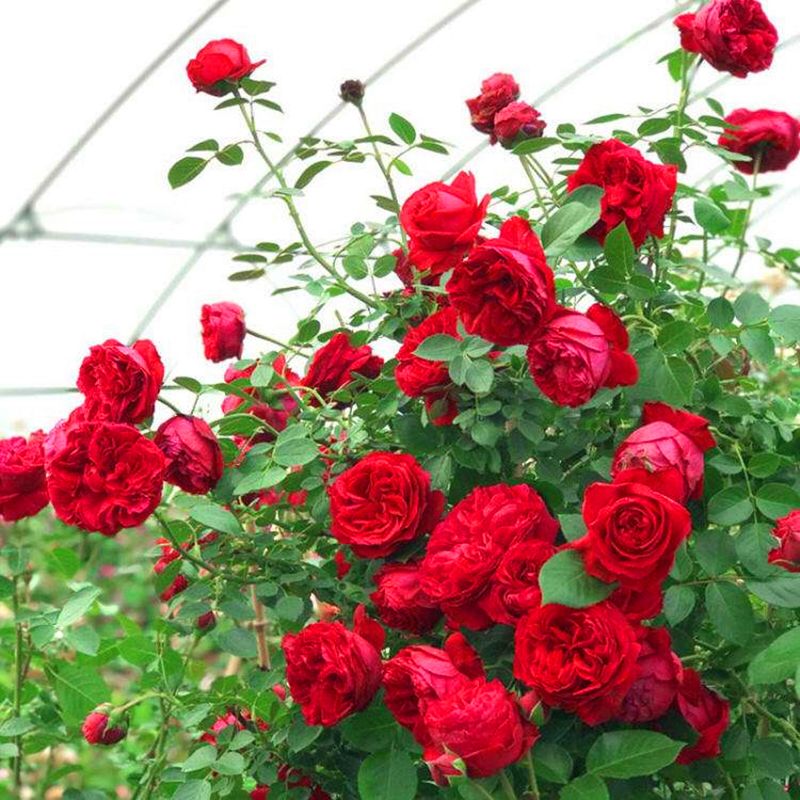 藤本月季粉龙优缺点,藤本月季红龙