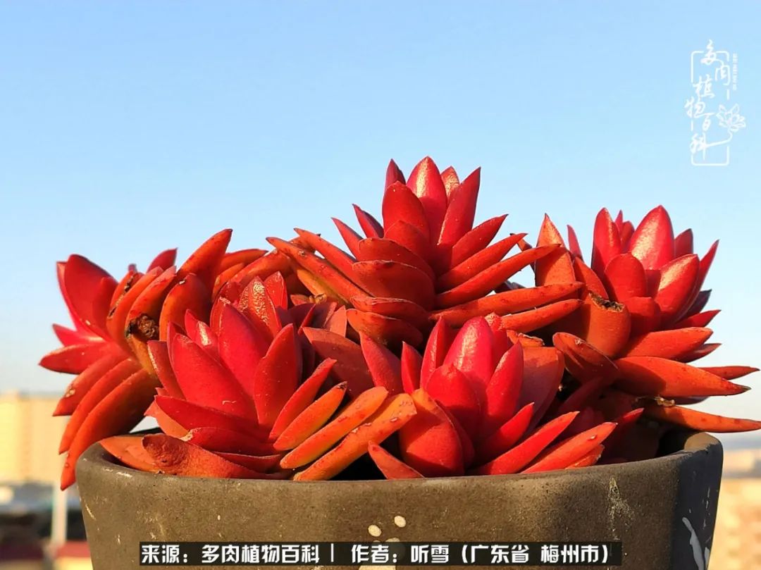 爱上多肉精致生活,爱上多肉我们的减压法宝