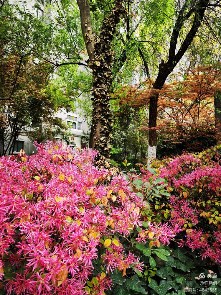 高新枫林华府住房,高新枫林华府小区评测
